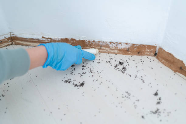 Best Emergency Pest Control  in Lilburn, GA